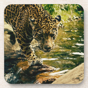 Leopard Crossing a Stream Photograph Coaster