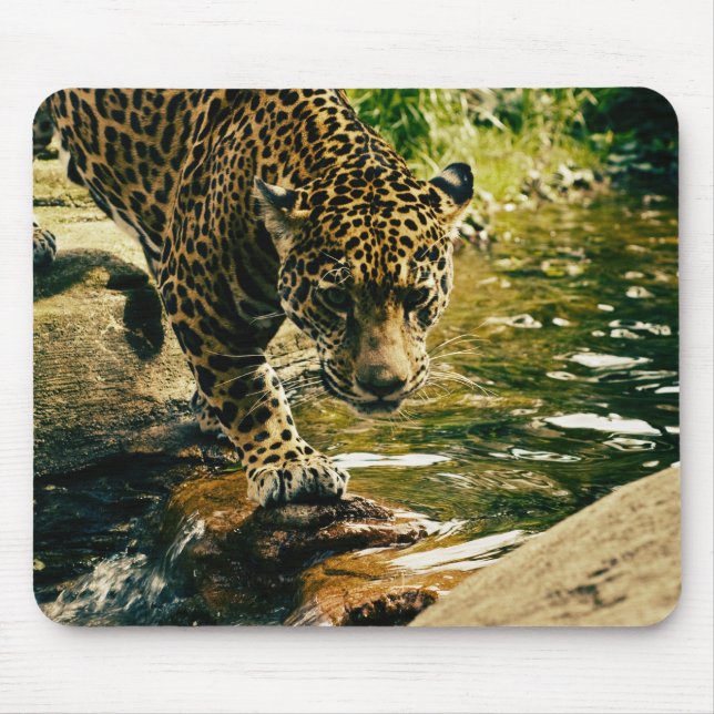 Leopard Crossing a Stream Photograph Mouse Mat (Front)