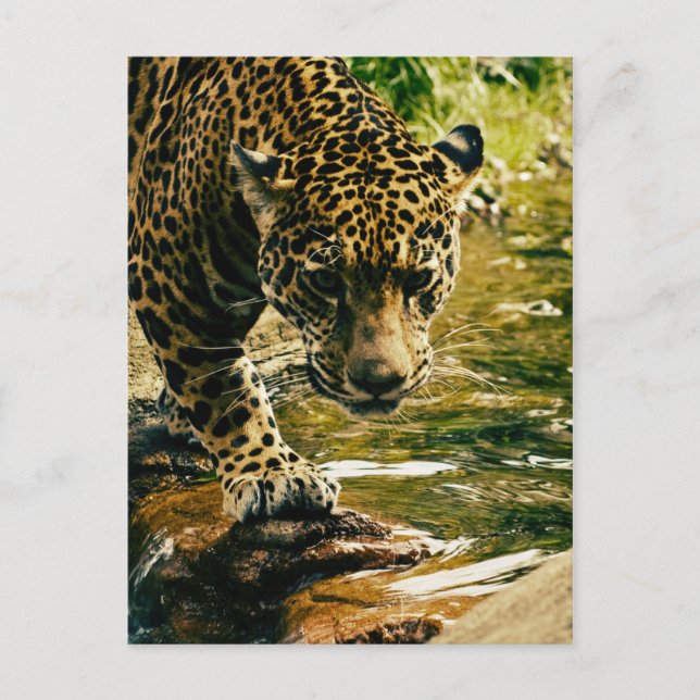 Leopard Crossing a Stream Postcard (Front)