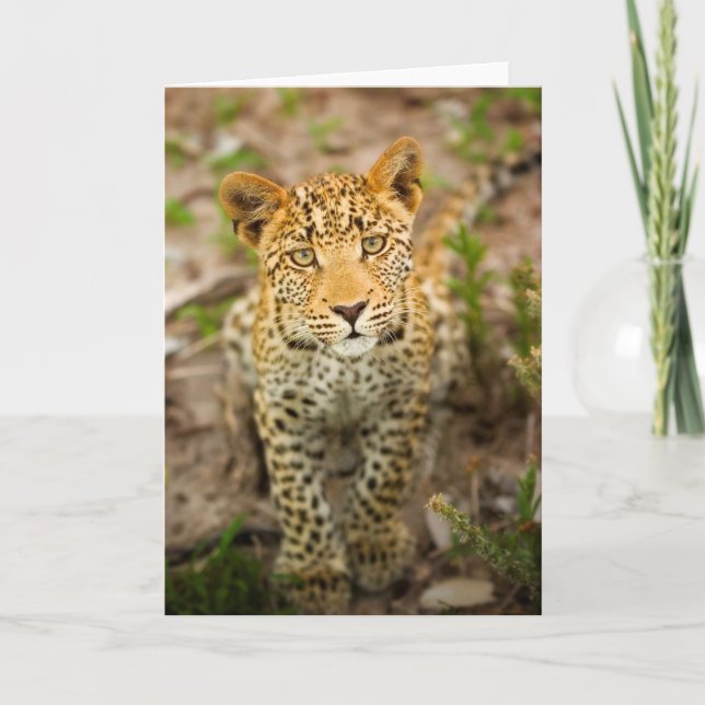 Leopard Cub Greeting Card (Front)