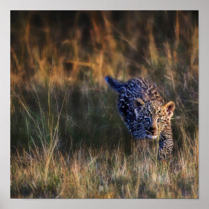 Leopard Cub Panthera Pardus) as seen in the Poster