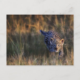 Leopard Cub Panthera Pardus Postcard
