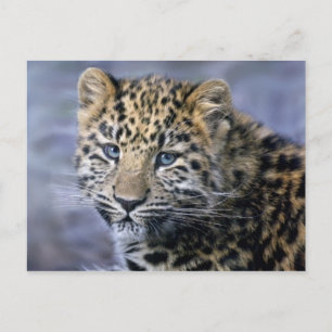 Leopard Cub Postcard