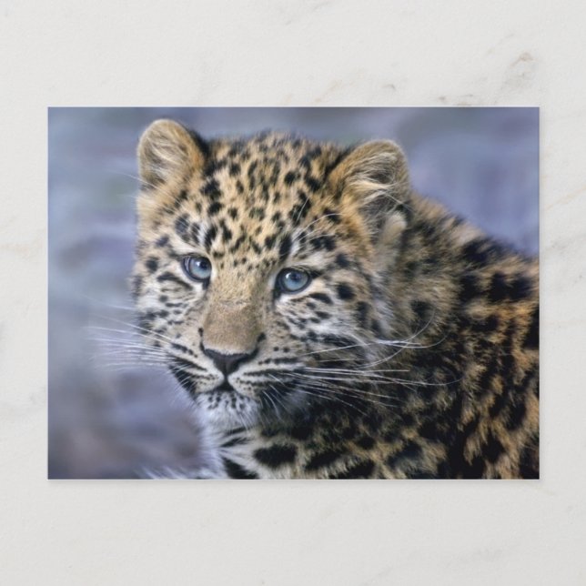 Leopard Cub Postcard (Front)