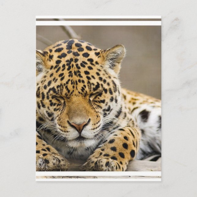 Leopard Cub Postcard (Front)