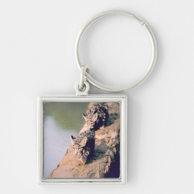 Leopard cubs on log key ring (Front)