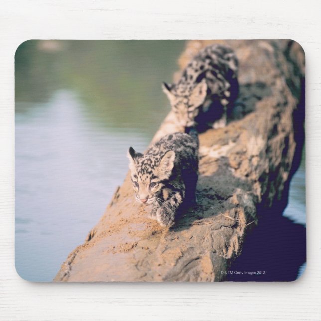Leopard cubs on log mouse mat (Front)