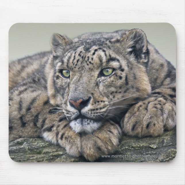 Leopard Dreaming Mousemat (Front)