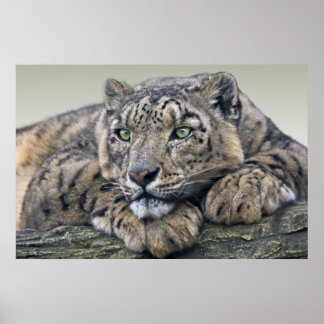 Leopard Dreaming Print