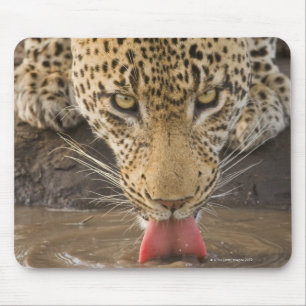 Leopard drinking, Greater Kruger National Park, Mouse Mat