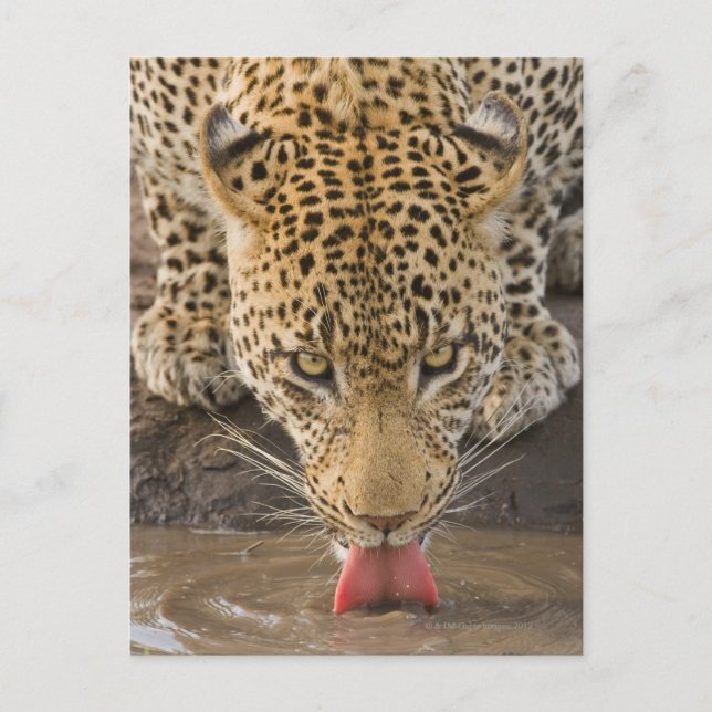 Leopard drinking, Greater Kruger National Park, Postcard (Front)
