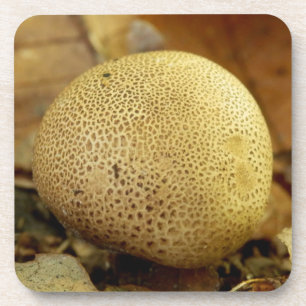 Leopard Earthball Fungus Hard Plastic Coasters
