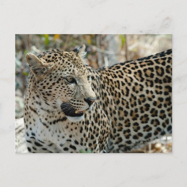 Leopard Face Side View Postcard (Front)