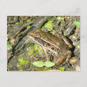Leopard Frog Postcard