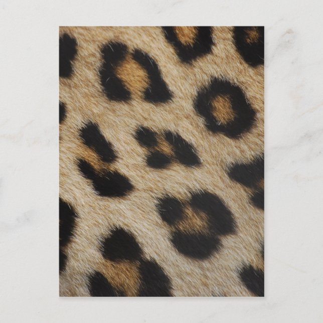 Leopard Fur Texture Pattern Postcard (Front)