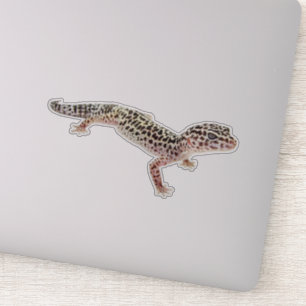 Leopard Gecko
