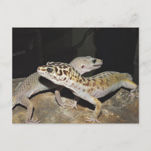 Leopard gecko design for all gecko lovers! postcard