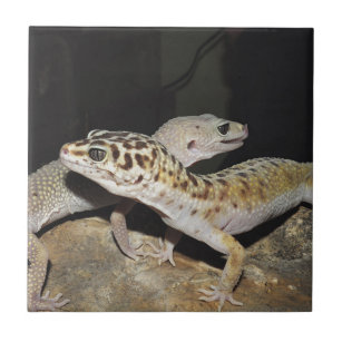 Leopard gecko clearance tile