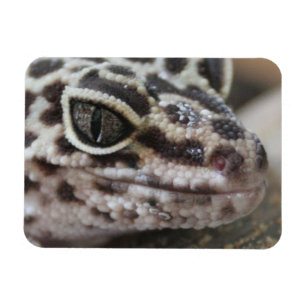 Leopard Gecko Eyes Mouth Face Close Up Magnet