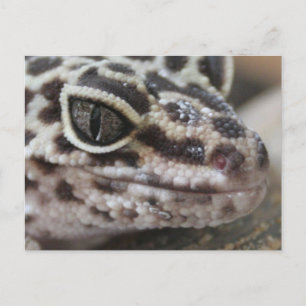 Leopard Gecko Eyes Mouth  Face Close Up Postcard
