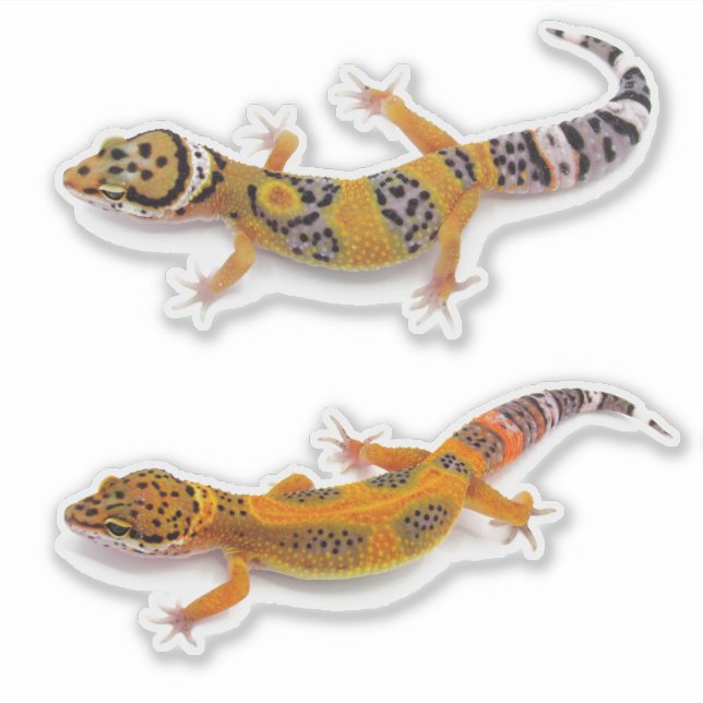 Leopard Gecko Lizard (Front)