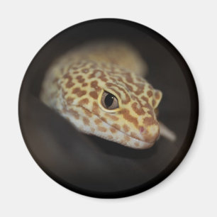 Leopard Gecko Magnet