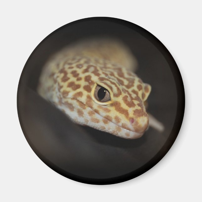 Leopard Gecko Magnet (Front)