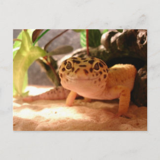 Leopard Gecko Postcard