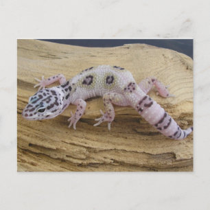 Leopard Gecko Postcard