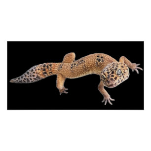 Leopard Gecko Poster