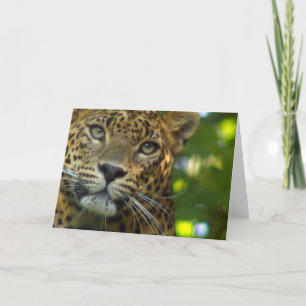 Leopard Greeting Card