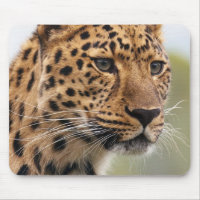 Leopard Head Shot