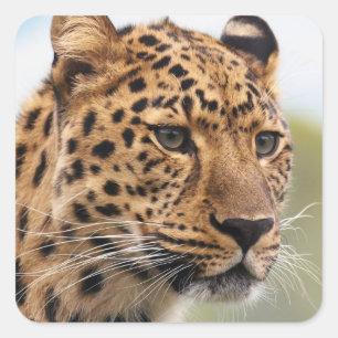 Leopard Head Shot Square Sticker