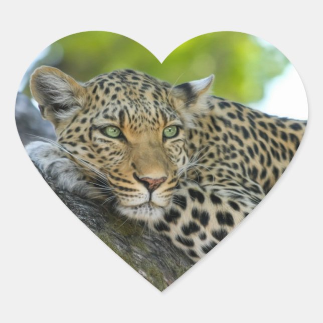 Leopard Heart Sticker (Front)
