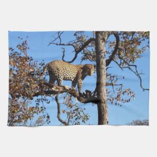 Leopard in a Tree in Africa Tea Towel