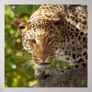 Leopard in a tree poster