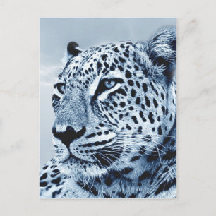 Leopard in Black and White Postcard