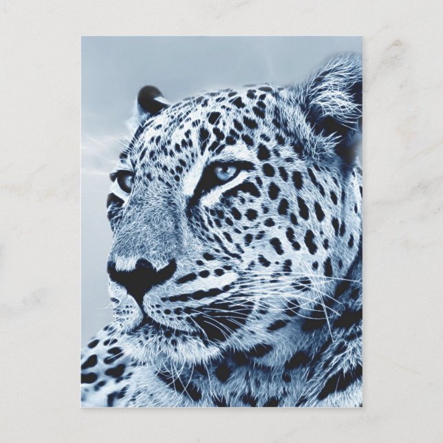 Leopard in Black and White Postcard (Front)