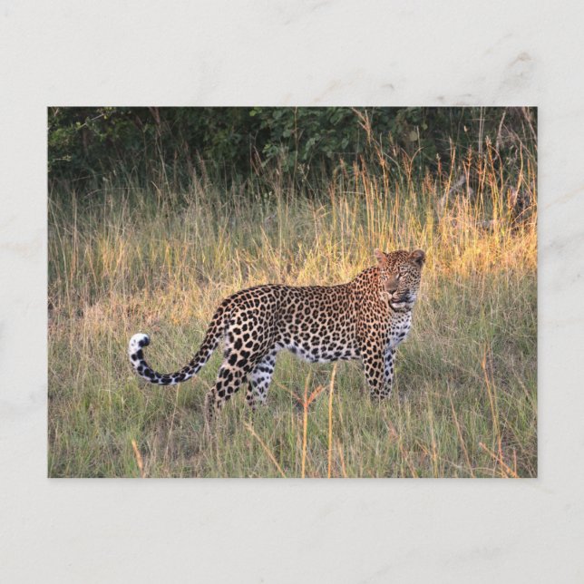 Leopard in Savanna Postcard (Front)