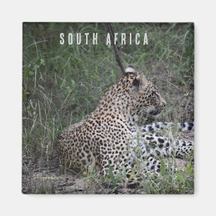 Leopard in South Africa Magnet