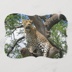 Leopard Invitation