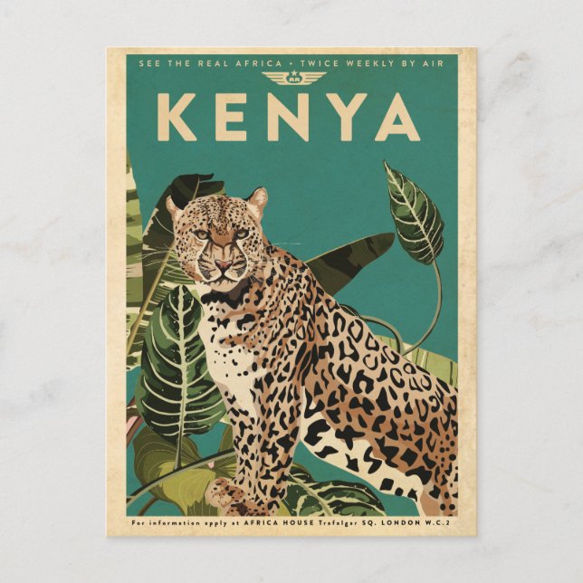 Leopard Kenya Travel  Postcard (Front)