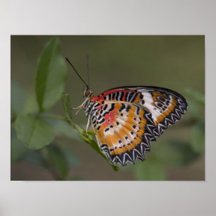 Leopard lacewing butterfly poster