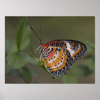 Leopard lacewing butterfly poster