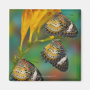 Leopard Lacewing tropical butterflies (Cethosia Magnet