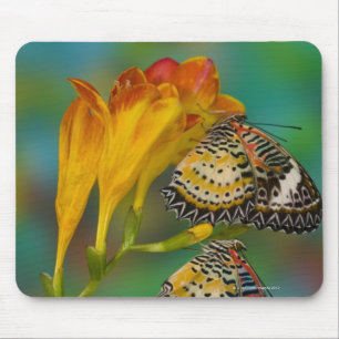 Leopard Lacewing tropical butterflies (Cethosia Mouse Mat
