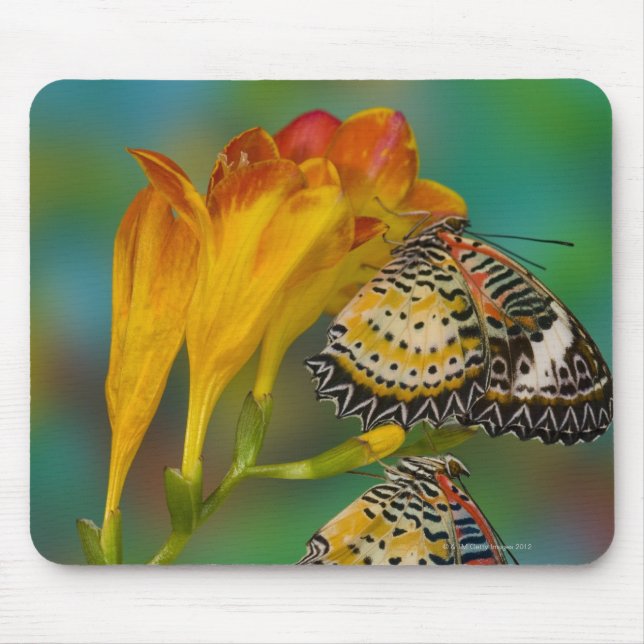 Leopard Lacewing tropical butterflies (Cethosia Mouse Mat (Front)
