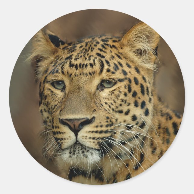 leopard lovers art classic round sticker (Front)