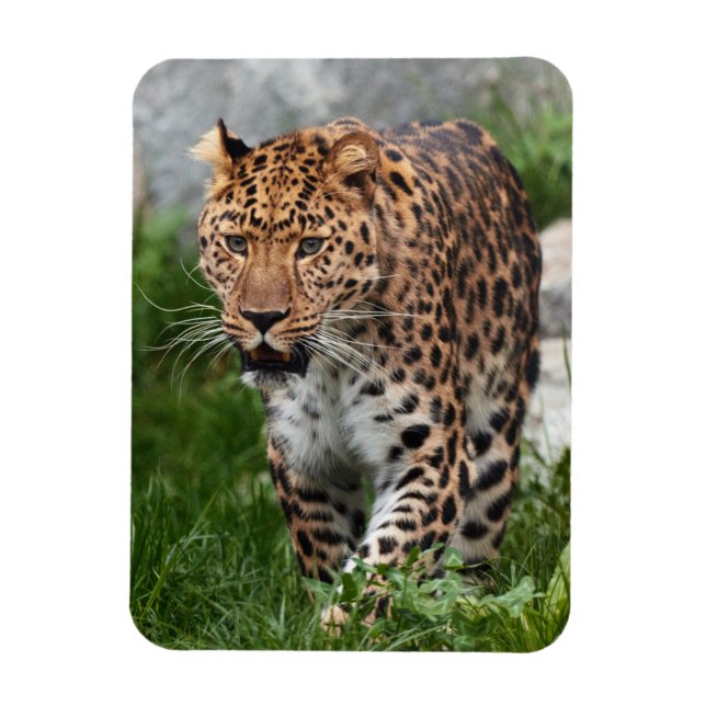 Leopard Magnet (Vertical)