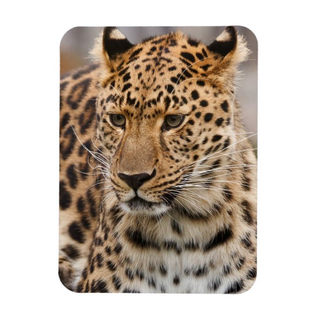 Leopard Magnet (Vertical)